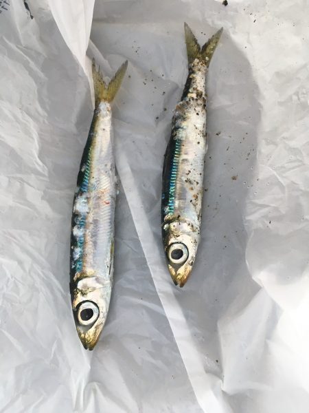 イワシの大群がいるのに釣れない